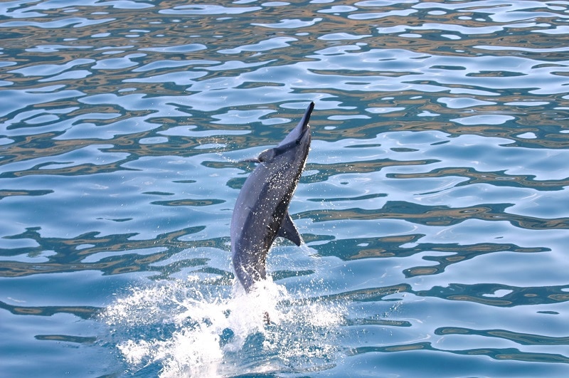 イルカ、カメ　ウォッチング