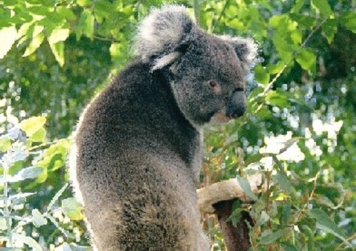 動物ウォッチング