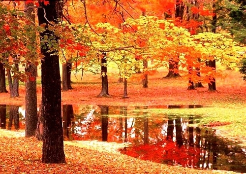 紅葉ツアー