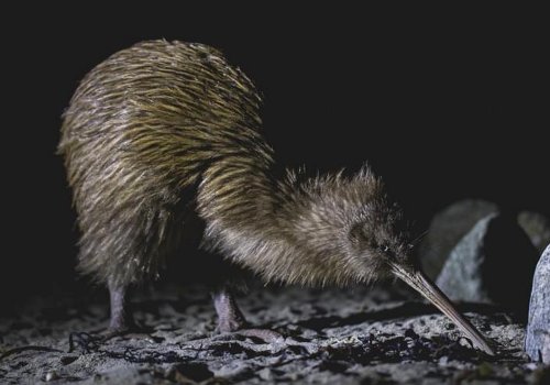 ワイルドキウィエンカウンター