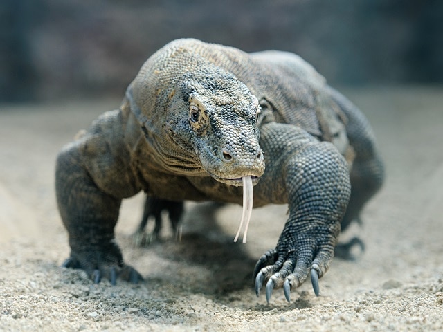 世界自然遺産 "コモド国立公園ツアー" へ アジア最後の秘境へ冒険の旅 コモド島 1日ツアー【通常シーズン】