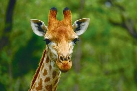 アフリカ最古の動物保護区シュルシュルウエ・ウンフォロージ公園終日ツアー(サファリも体験可)(月・水・土催行/混載)