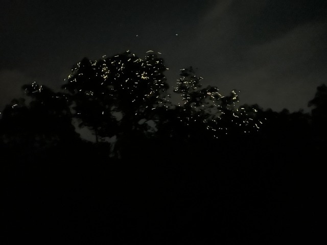 【ボホール島】ホタル観賞ツアー