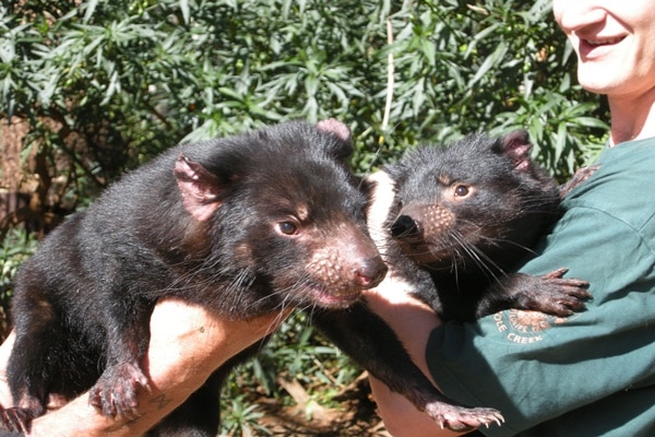 【日本語ガイド】デビルと出会う野生動物公園と“タスマニアの美しい村” ロス