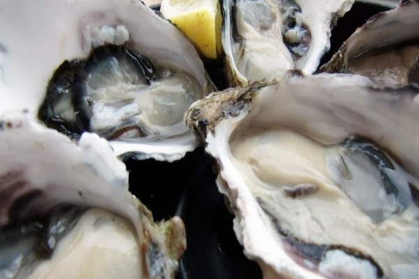 【日本語ガイド】ブルーニー島 手つかずの自然と美味しい食材