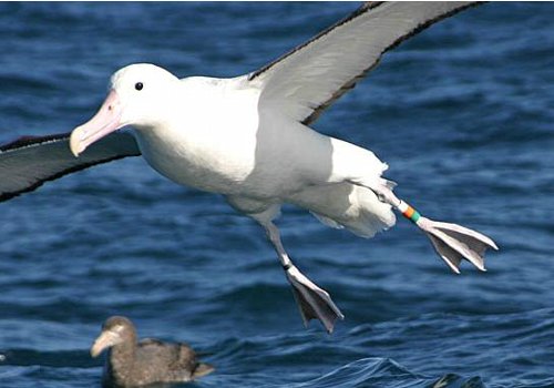 海鳥にあおう！アルバトロスエンカウンター