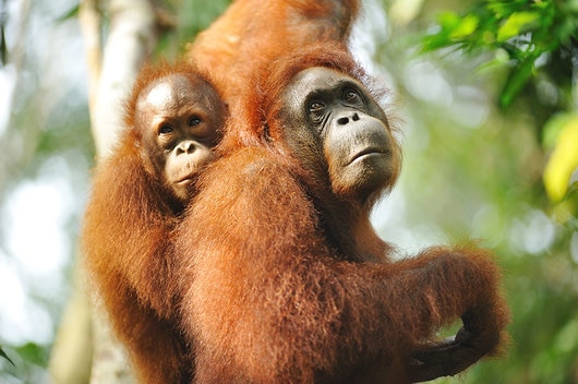 ＜安心の日本語ガイド付き！＞野生動物リハビリ活動