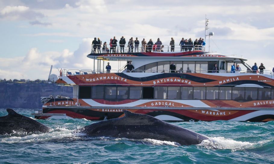 イルカ・クジラウォッチング