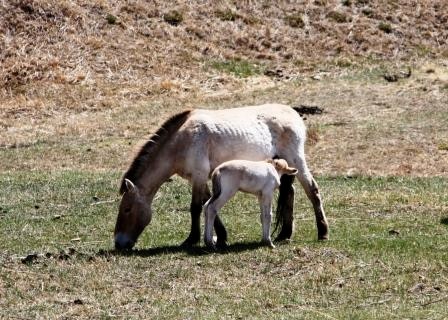モンゴルの大自然に生きる動植物に出会う　～ホスタイ国立公園１日観光～