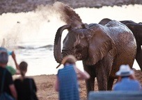 エトーシャ国立公園サファリ&エトーシャ塩湖2泊3日(混乗)《火曜日＆木曜日のみ催行》
