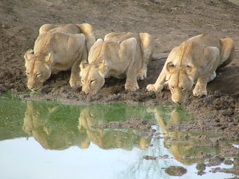 【ヴィントフック発着】エトーシャ国立公園3泊4日(混乗)《火曜日のみ催行》