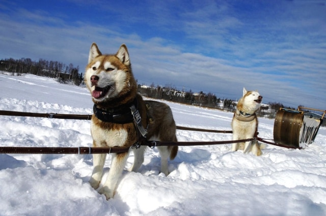 【冬季】犬ぞり体験